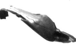 PARASASSI ANTERIORE DX PER HYUNDAI SANTA FE 05/2006>10/2010 [OE 868200W000]